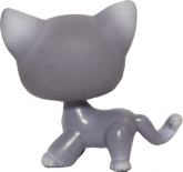 #0126 Shorthair Cat